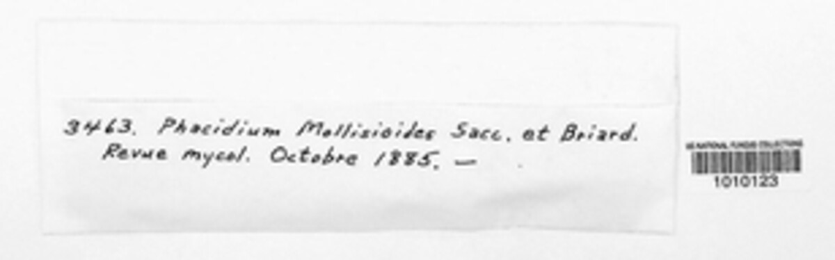 Diplonaevia mollisioides image
